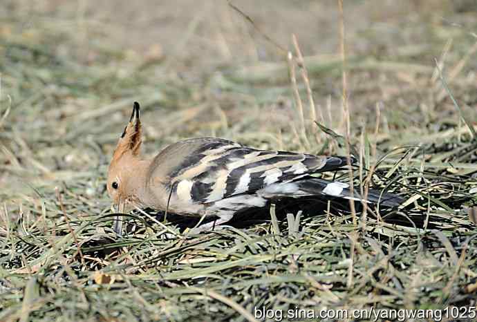 天坛公园又遇戴胜(觅食) 天坛公园又遇戴胜(觅食)