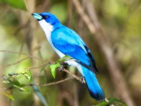 雀鸟也彪悍：空中精灵(燕鵙科)