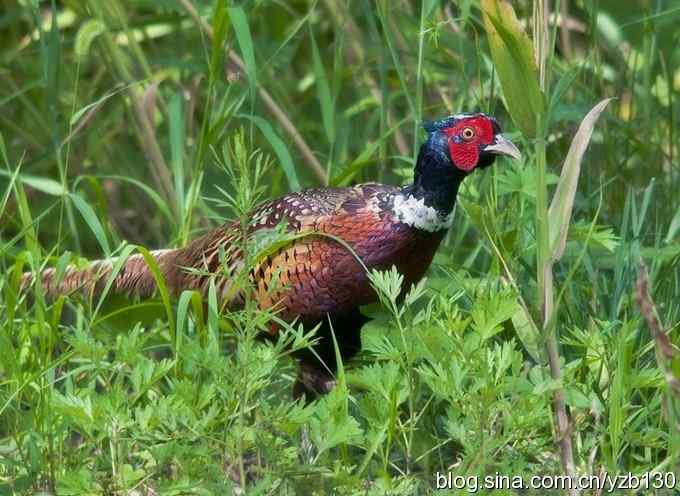 闲庭信步环颈稚（组图，21张图片）
