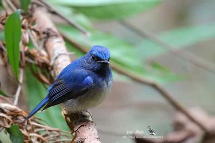 蓝精灵鈥斺敽Ｄ侠断甥l