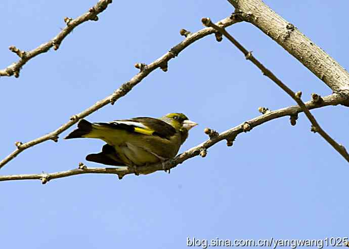 艰难(大风中的金翅鸟纪实) 艰难(大风中的金翅鸟纪实)