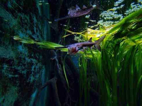 鱼类活化石：匙吻鲟科