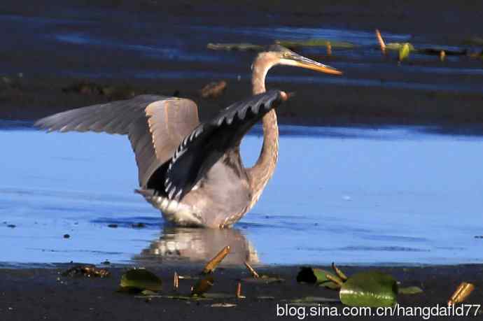 大蓝鹭（7）