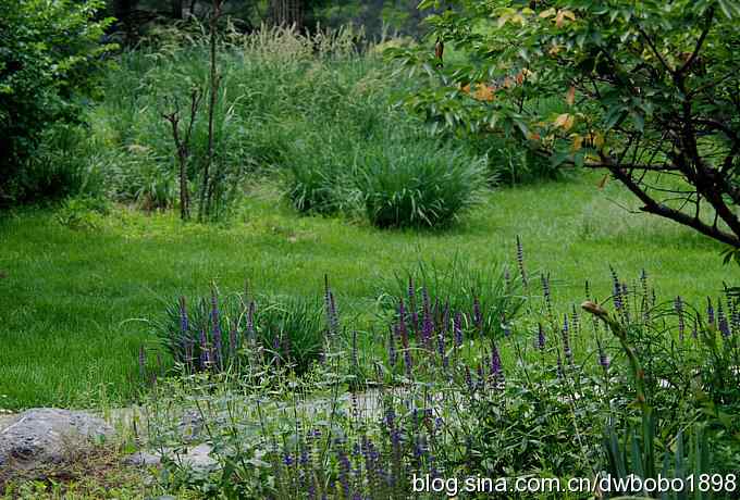 植物园六月的花鸟