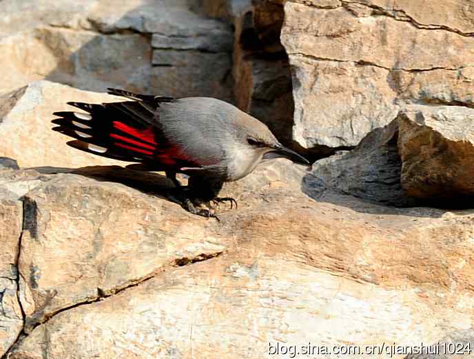2011岁末鸟片,红翅旋壁雀,朋友们新年快乐,万事如意