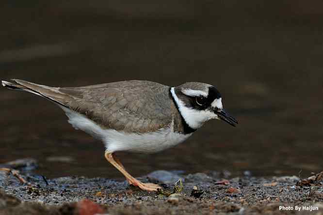 白河湾邂逅长嘴剑鸻