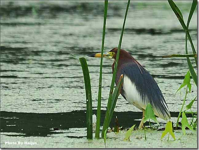  点击图片或使用键盘← →翻页