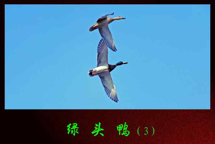 绿头鸭（3）