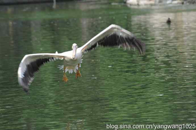 明星（鹈鹕大白）