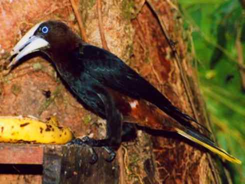 奇特的盔：拟椋鸟