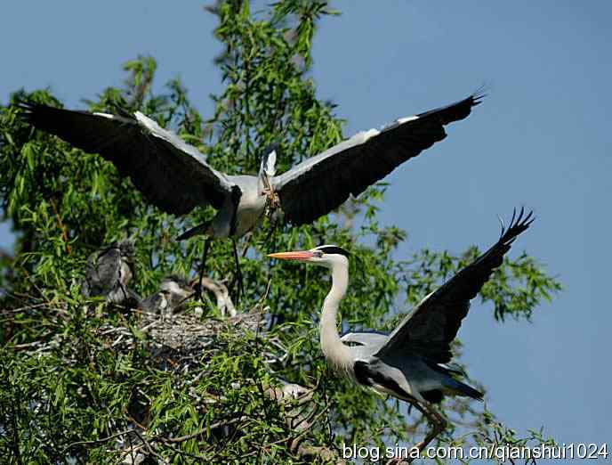 鹭家的午餐(翠湖湿地) 鹭家的午餐(翠湖湿地)