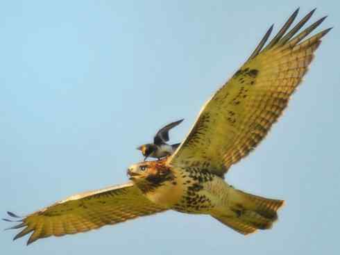 雀鸟也彪悍：四两拨千斤（王霸鹟）