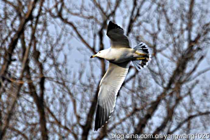 北京动物园的鸟类——飞（海鸥）7