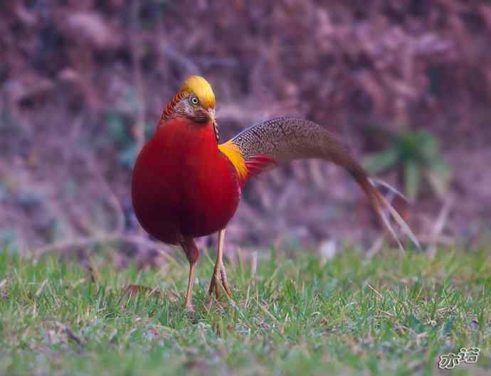 红腹锦鸡 wbr路 wbr有望当选为国鸟的鸟 红腹锦鸡 wbr路 wbr有望当选为国鸟的鸟