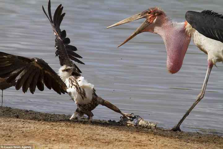为了一条鱼，两只鸟大打出手！
