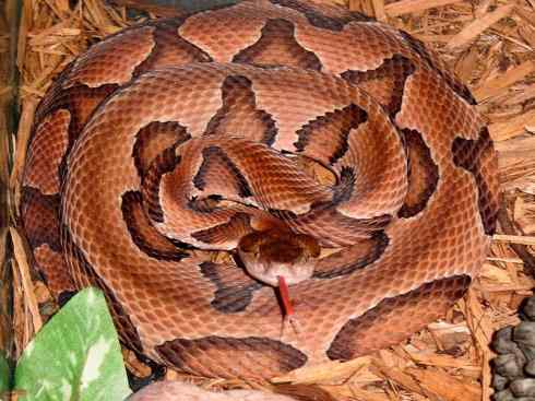 龙：传说的兽原型探秘（蝮蛇类）