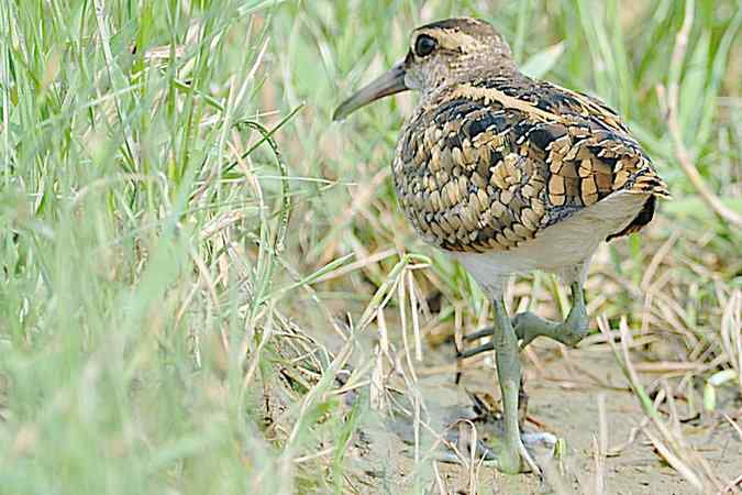 再上衡水湖 wbr续拍明星鸟