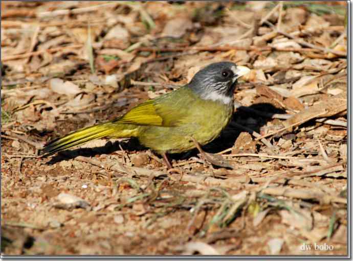 中国特有鸟种-领雀嘴鹎