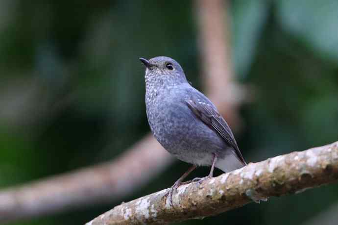 炮的野生鸟类摄影2012总结之三---黄昏界