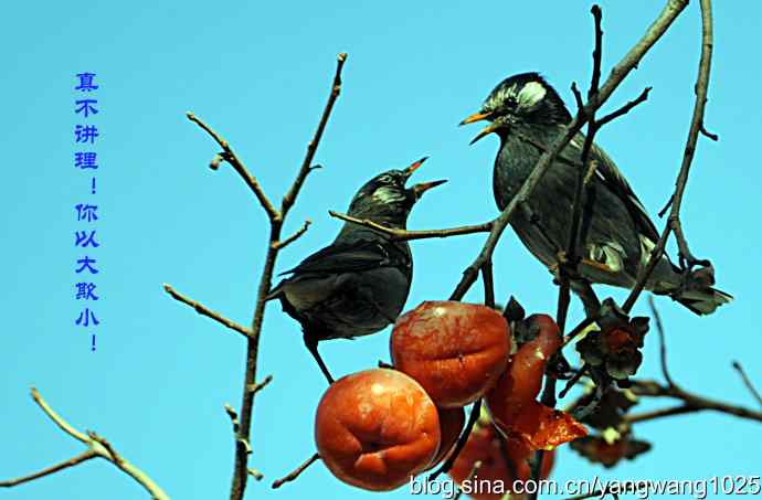 图片故事（抓拍）