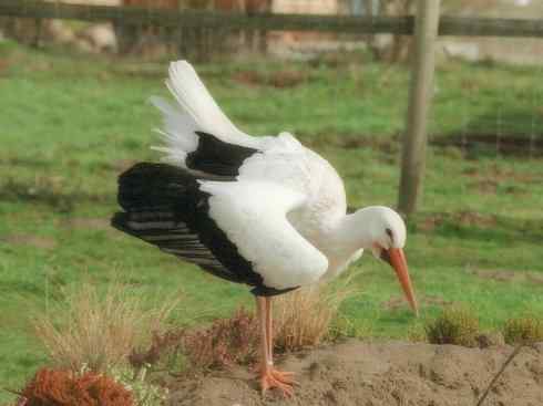 另类鸟类建筑师之一（白鹳、秃鹳）