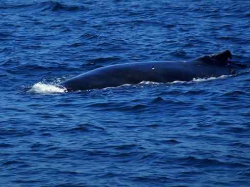 自然奇观：动物大迁徙(须鲸类)