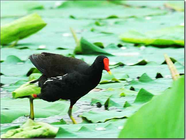 奥体公园观赏黑水鸡