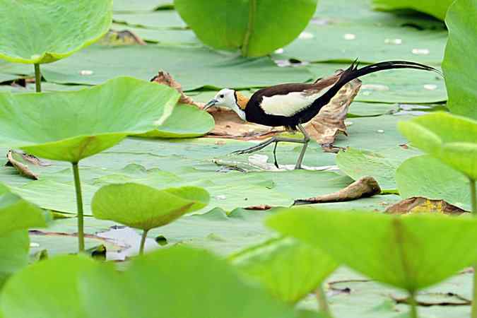 再上衡水湖 wbr续拍明星鸟