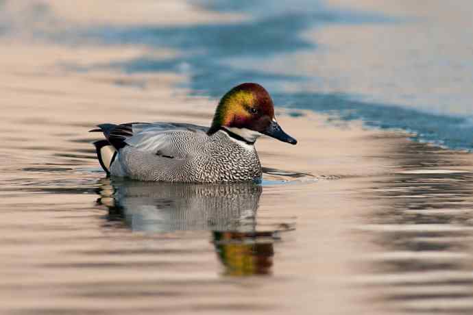 唐罗鸭 wbr八百里加急★ 唐罗鸭 wbr八百里加急★