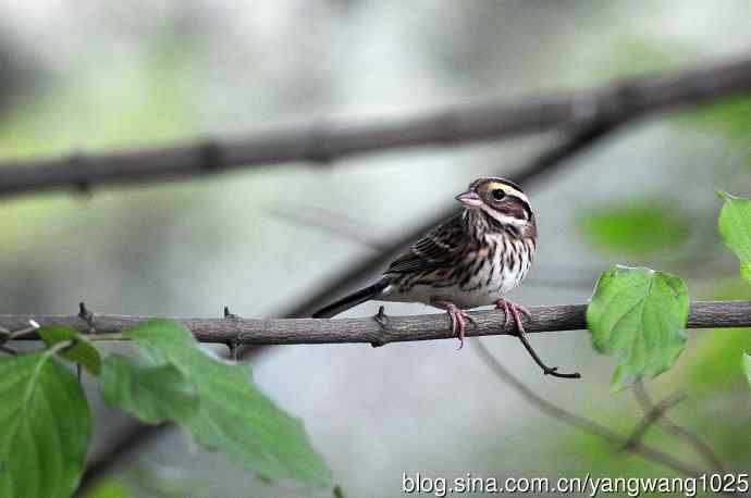 北京天坛公园的鸟类——黄眉鹀（7）