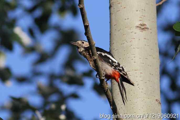 大斑啄木鸟（2）