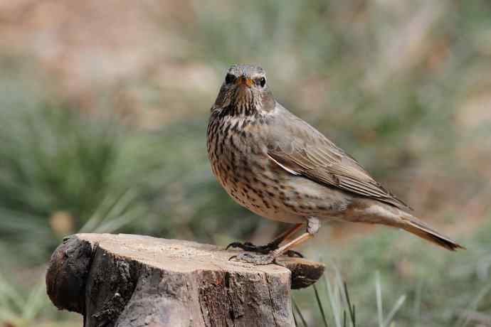 春天行走 wbr北植几只鸟 春天行走 wbr北植几只鸟