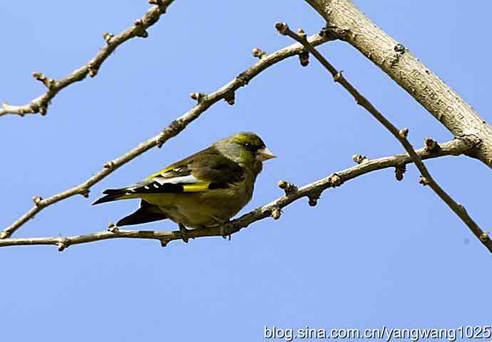 艰难(大风中的金翅鸟纪实) 艰难(大风中的金翅鸟纪实)