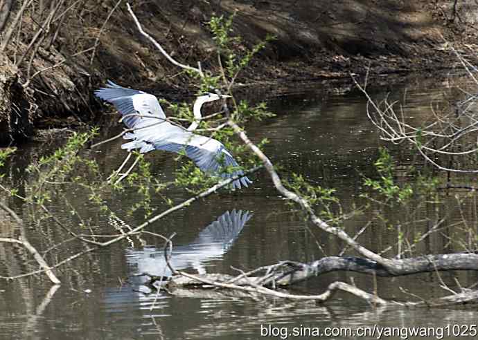 苍鹭 wbr3 苍鹭 wbr3