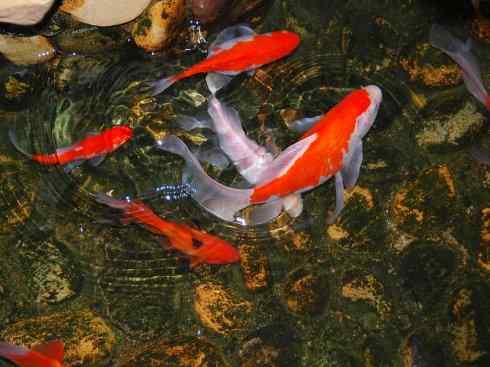 龙：传说的兽原型探秘（鲤鱼）