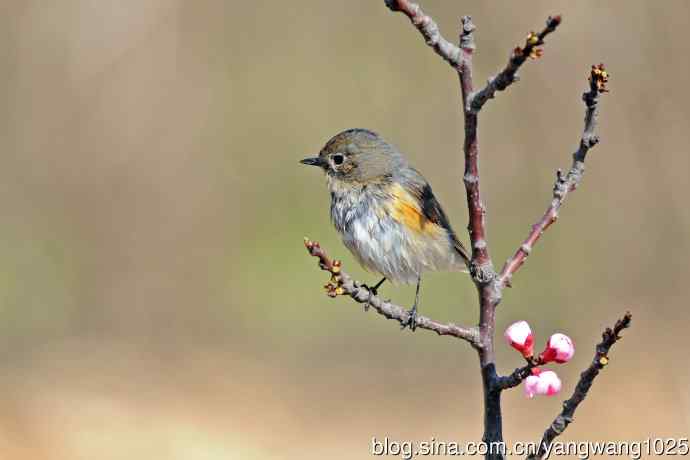 桃树枝头的雌性红胁蓝尾鸲（2）