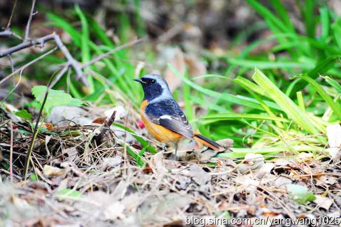 雄性北红尾鸲（5）