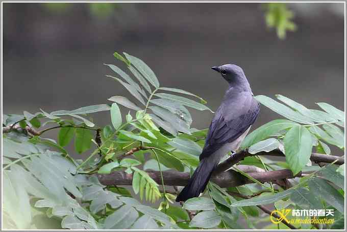 虎纹伯劳•暗灰鹃鵙【照片】 虎纹伯劳•暗灰鹃鵙【照片】