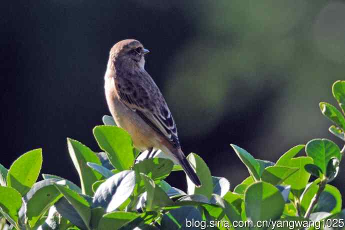 黑喉石鵖鸟（2）