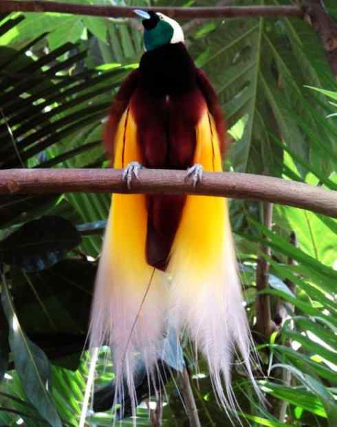 美丽无罪:雀鸟之极乐鸟 美丽无罪:雀鸟之极乐鸟