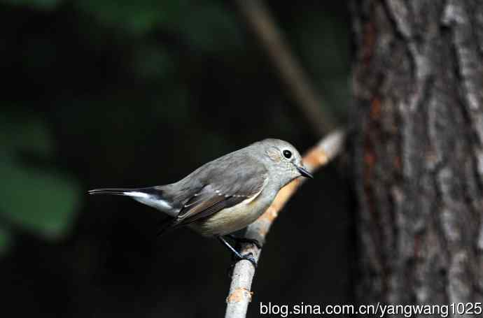 红喉姬鹟(22) 红喉姬鹟(22)