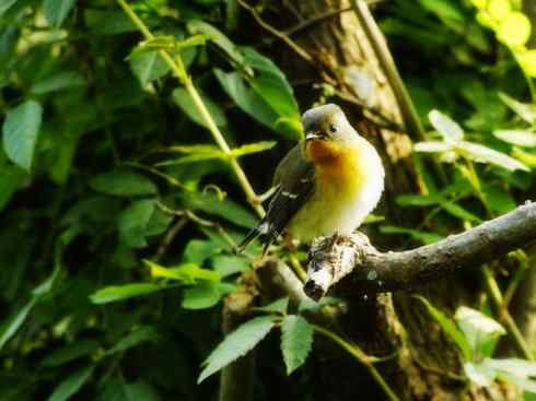 美丽无罪：雀鸟之姬鹟