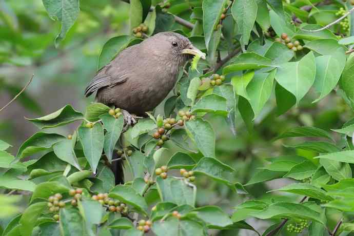 植物园的山噪鹛