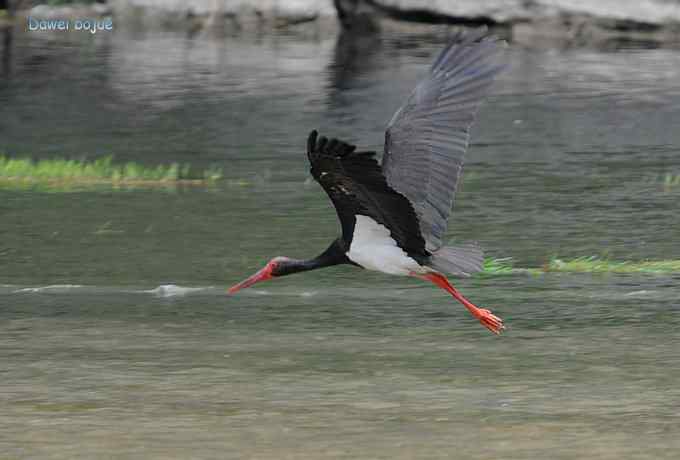 十渡的黑鹳和苍鹭