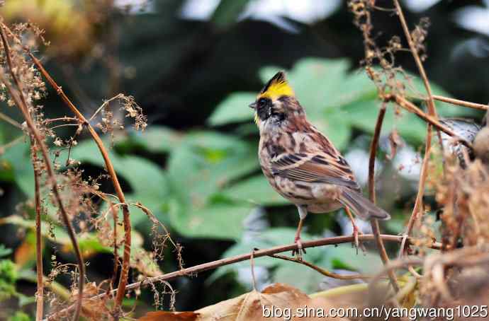 雌性黄喉鹀（5）