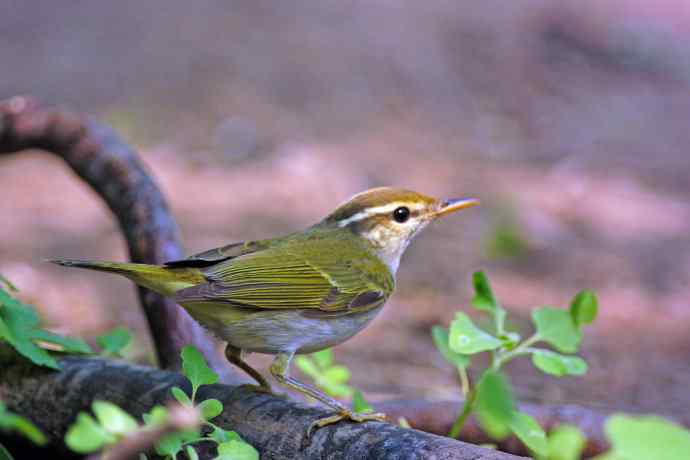 冕柳莺（记录版）