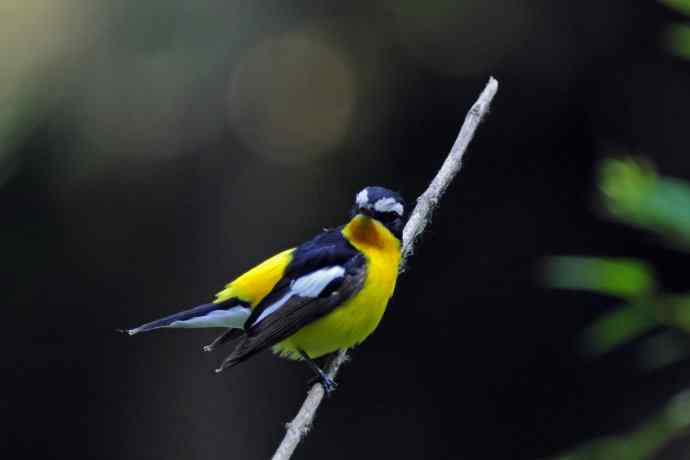 雄性白眉姬鹟(17) 雄性白眉姬鹟(17)