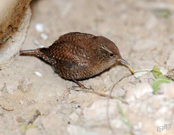 北京植物园拍鸟——鹪鹩觅食全记录