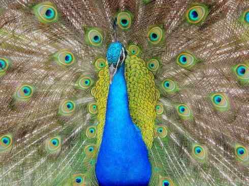 凤凰：传说中的鸟原型探秘（孔雀）