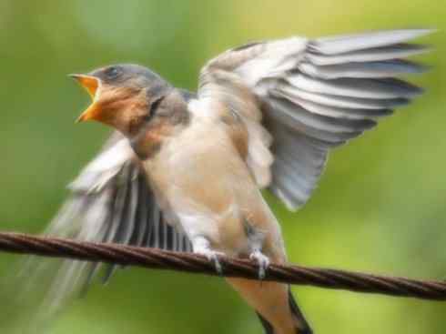 十大鸟类建筑师之一（家燕、金丝燕）